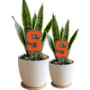 Syracuse University 'S' Acrylic Plant Stake