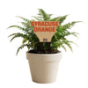 Syracuse University Color Plant Stake