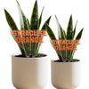 Syracuse University Acrylic Plant Stake