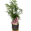 Texas A&M Aggies Color Plant Stake