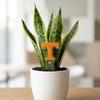 Tennessee Power T Acrylic Plant Stake