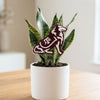 Texas A&M Aggies Acrylic Stake