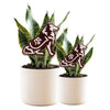 Texas A&M Aggies Acrylic Stake