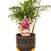 Texas A&M Gig 'Em Color Plant Stake