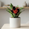 Texas Tech State Acrylic Plant Stake
