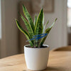 Toledo Rocket Acrylic Plant Stake