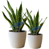 Toledo Rocket Acrylic Plant Stake