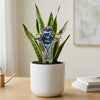 Toledo Rocky Acrylic Plant Stake