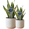 Toledo Rocky Acrylic Plant Stake