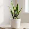 Vanderbilt University Anchor Down Acrylic Plant Stake