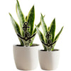 Vanderbilt University Anchor Down Acrylic Plant Stake