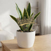 Vanderbilt Script Acrylic Plant Stake