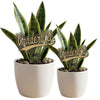 Vanderbilt Script Acrylic Plant Stake