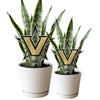 Vanderbilt University Star V Acrylic Plant Stake