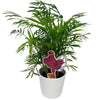 Virginia Tech Standing HokieBird Color Plant Stake