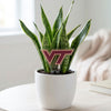 Virginia Tech VT Acrylic Plant Stake