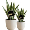 Wake Forest University Hat Acrylic Plant Stake