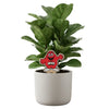 Western Kentucky University Big Red Color Plant Stake