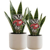 University of Wisconsin Badger Acrylic Plant Stake