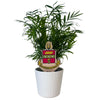 Chi Omega Crest Color Plant Stake