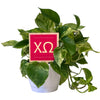 Chi Omega Sign Color Plant Stake